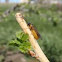 Currant sawfly (imported currant worm)
