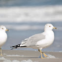 Ring-billed Gull