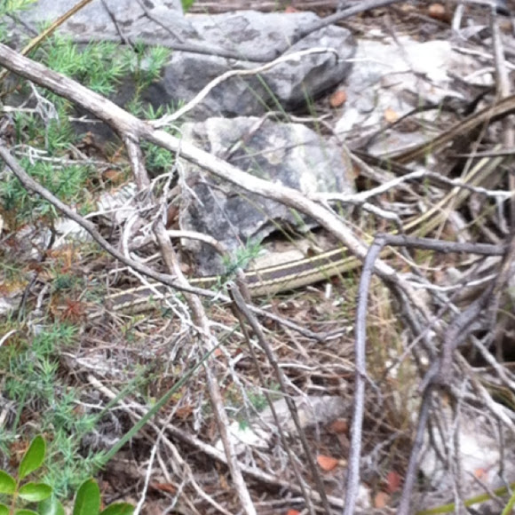 Spotting Image 1