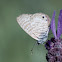 Marine Blue