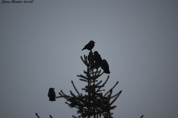 Spotting Image 1