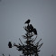 Jackdaw