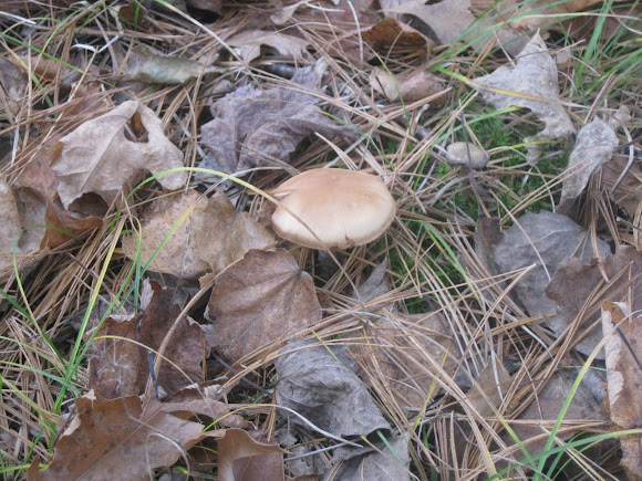 Spotting Image 1