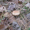 Slippery Jack