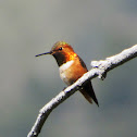Rufous Hummingbird