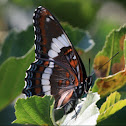 White Admiral