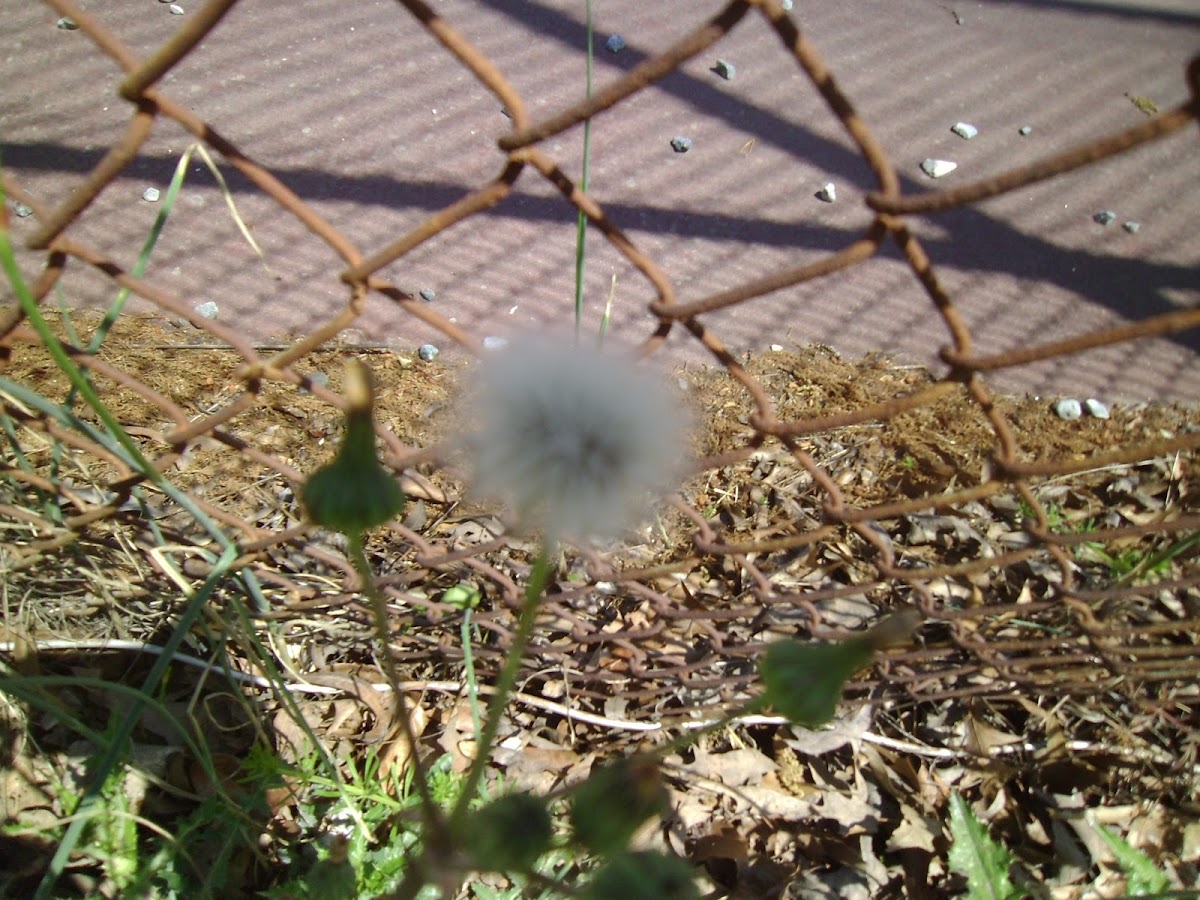 Dandelion