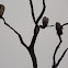 Indian Vultures