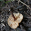 Gymnopus
