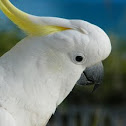 Sulpher Crested Cockatoo