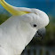 Sulpher Crested Cockatoo