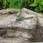 Eastern pondhawk (female)