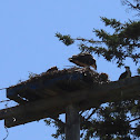 Osprey
