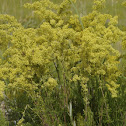 Lady's Bedstraw, Echtes Labkraut
