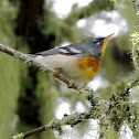Northern Parula