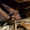 Slime Mould