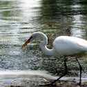 Great Egret
