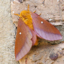 Pink-striped Oakworm Moth