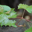 Muscadine Grape