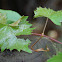 Muscadine Grape