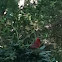 Northern Cardinal