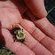 Common Eastern Bumble Bee