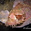 Scorpionfish