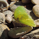 Cloudless Sulphur