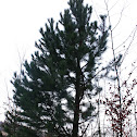 European Black Pine