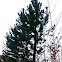 European Black Pine