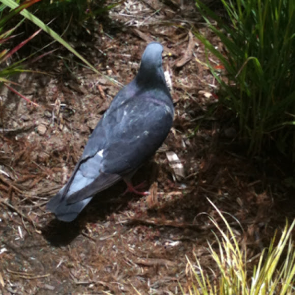 Spotting Image 1