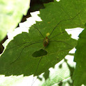 Harvestman