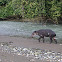 Tapir