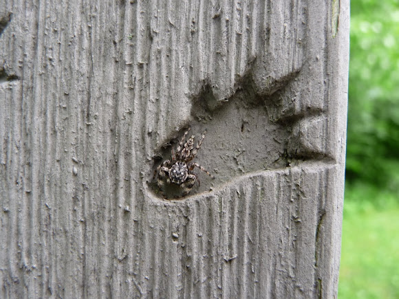 Spotting Image 1
