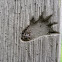 jumping spider