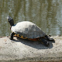 Yellow-bellied slider (Gelbbauch-Schmuckschildkröte)