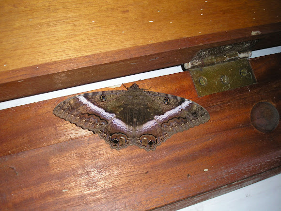 Spotting Image 1