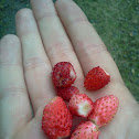 Wild Strawberry