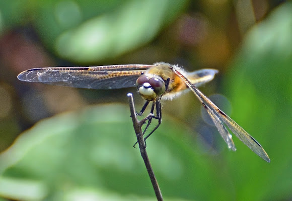 Spotting Image 1