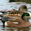 American Wigeon