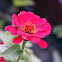Zinnia