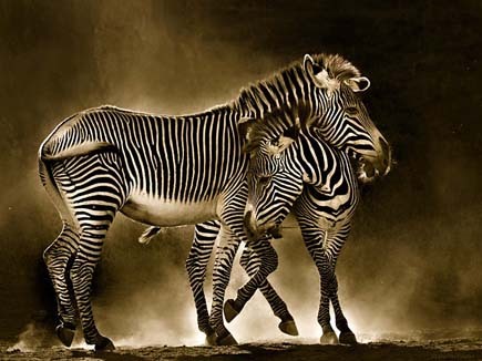 Awesome animal photos by Marina Cano
