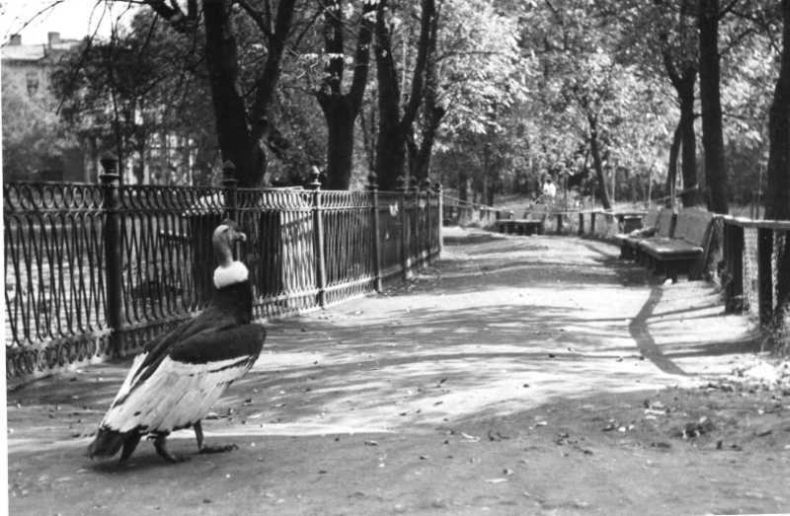 Photos Of Moscow Zoo in the 1920