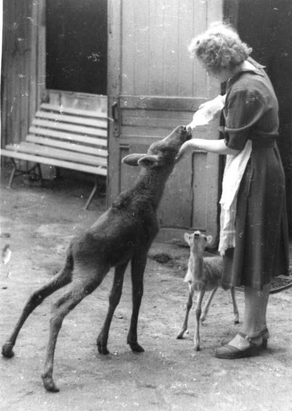 Photos Of Moscow Zoo in the 1920