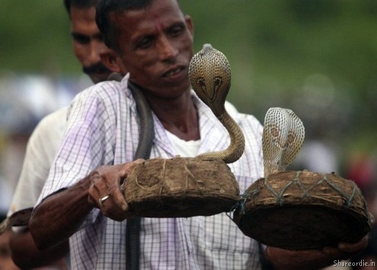 Tempting a cobra