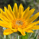 Arrow-leaf balsamroot