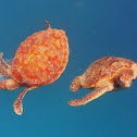 Green Sea Turtle