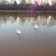 Mute Swan