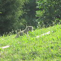 Groundhog