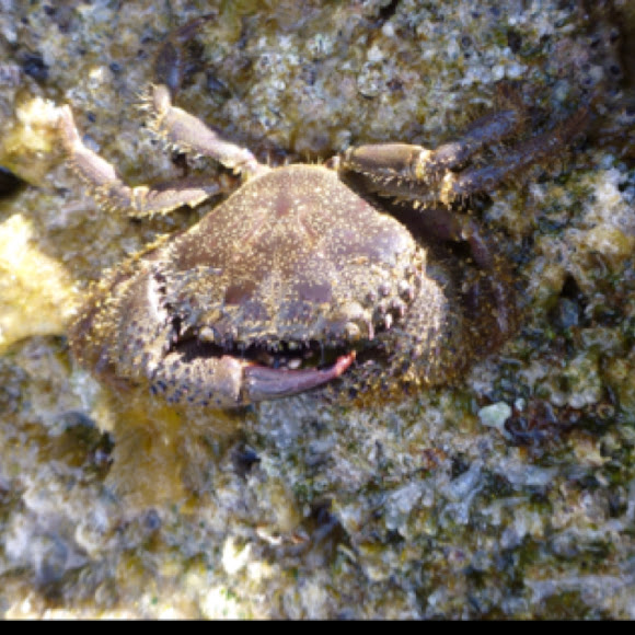 Spotting Image 1